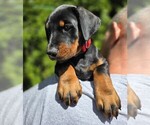 Small Photo #43 Doberman Pinscher Puppy For Sale in WHEELING, IL, USA
