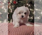Puppy Holly Maltese
