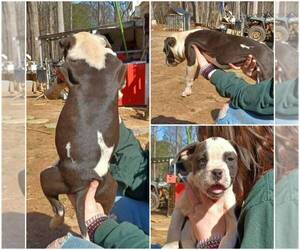 Bullypit Puppy for sale in GREENVILLE, SC, USA
