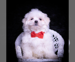 Small Photo #61 Maltese Puppy For Sale in WARSAW, IN, USA