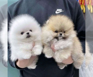 Pomeranian-Pomeranian Mix Puppy for sale in ATLANTA, GA, USA