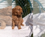 Small #11 Golden Retriever
