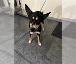 Small German Shepherd Dog Mix
