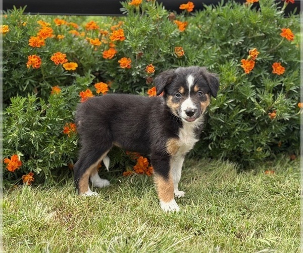 Medium Photo #5 Border Collie-Bordoodle Mix Puppy For Sale in AMES, IA, USA