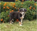 Small #4 Border Collie-Bordoodle Mix