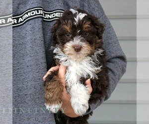 Bernedoodle (Miniature) Puppy for sale in NARVON, PA, USA