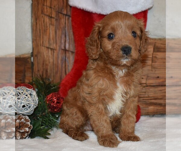 Medium Photo #3 Cavapoo-Poodle (Miniature) Mix Puppy For Sale in NEWPORT, PA, USA