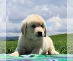 Small Photo #2 English Cream Golden Retriever Puppy For Sale in WAYNESBORO, PA, USA