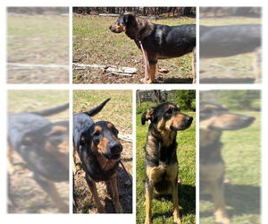 TRU - Female Mutt Dog for Adoption - Photo #2