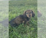 Small #3 Dachshund