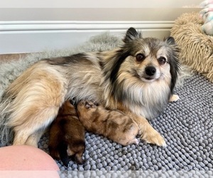 Mother of the Pomeranian puppies born on 04/17/2022