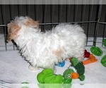 Small Photo #13 Cavachon Puppy For Sale in ORO VALLEY, AZ, USA