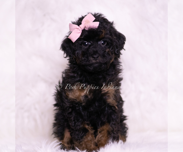 Medium Photo #1 Poodle (Toy) Puppy For Sale in WARSAW, IN, USA