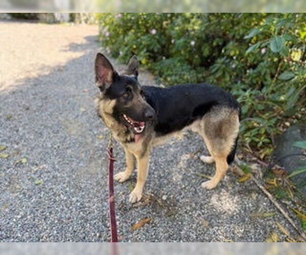 Medium Photo #5 German Shepherd Dog Puppy For Sale in Cupertino, CA, USA