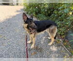 Small #4 German Shepherd Dog