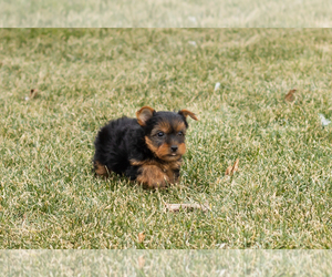 Yorkshire Terrier Puppy for sale in NAPPANEE, IN, USA