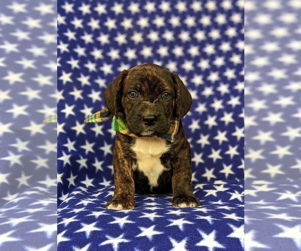 Medium Photo #6 Frengle Puppy For Sale in LINCOLN UNIVERSITY, PA, USA