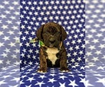 Small Photo #6 Frengle Puppy For Sale in LINCOLN UNIVERSITY, PA, USA