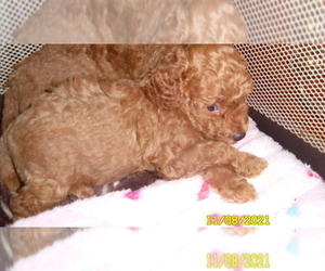 Poodle (Miniature) Puppy for sale in DULUTH, GA, USA