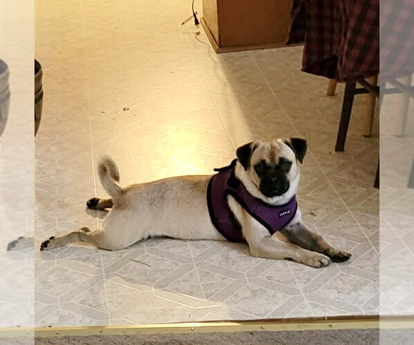 Medium Photo #2 Pug-Unknown Mix Puppy For Sale in Spring Lake, NC, USA
