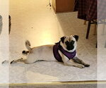 Small #1 Pug Mix