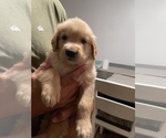 Small Photo #16 Golden Retriever Puppy For Sale in CLEARWATER, FL, USA
