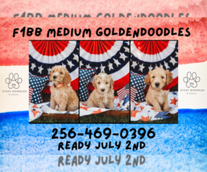 Goldendoodle (Miniature) Litter for sale in HAZEL GREEN, AL, USA