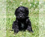 Small Photo #8 Saint Berdoodle Puppy For Sale in CLAYTON, WA, USA