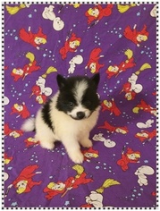 Pomimo Puppy for sale in CLARKSVILLE, TN, USA