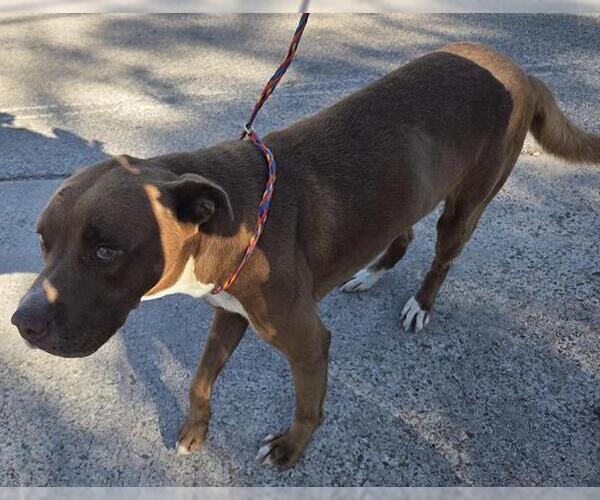 Medium Photo #1 American Staffordshire Terrier-Unknown Mix Puppy For Sale in Houston, TX, USA