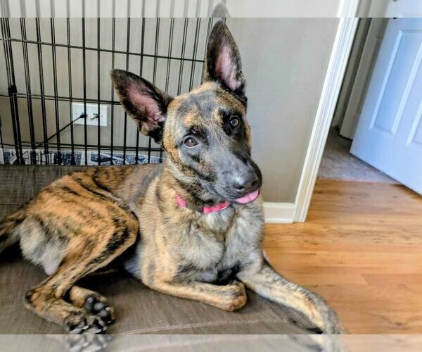 Medium Photo #4 Holland Shepherd Puppy For Sale in Imlay City, MI, USA