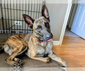 Ryder - Located in IL - Male Holland Shepherd Dog for Adoption - Photo #4