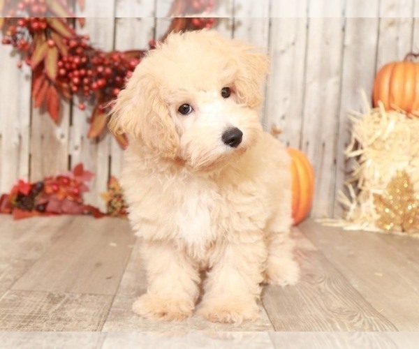Medium Photo #4 Bichpoo Puppy For Sale in MOUNT VERNON, OH, USA