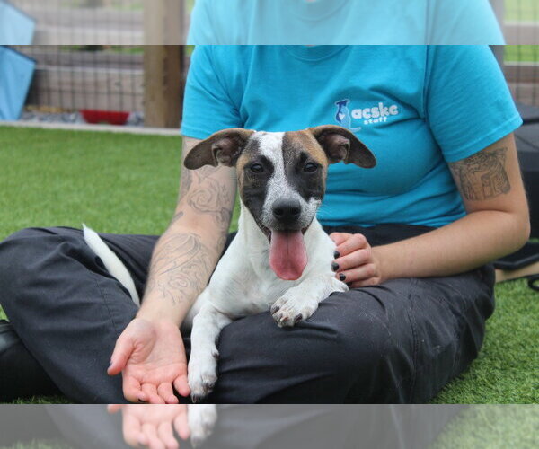 Medium Photo #1 Jack Russell Terrier-Unknown Mix Puppy For Sale in Chestertown, MD, USA