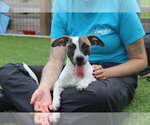 Small Jack Russell Terrier Mix