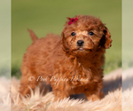 Puppy Phoenix Poodle (Toy)