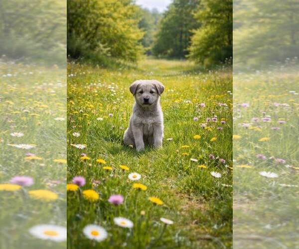 Medium Photo #1 Anatolian Shepherd Puppy For Sale in MIDWAY, UT, USA