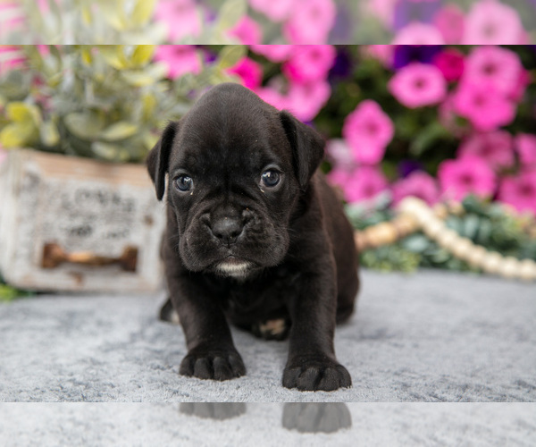 Medium Photo #3 Boxer Puppy For Sale in GRABILL, IN, USA