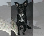 Small #1 Border Collie Mix