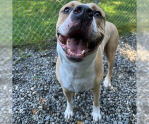 Mutt Dogs for adoption in Anchorage, AK, USA