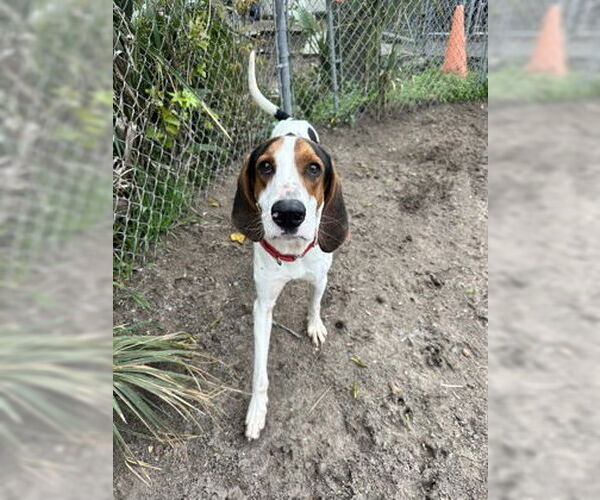 Medium Photo #5 Mutt Puppy For Sale in North Myrtle Beach, SC, USA