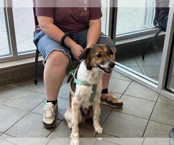 Medium Photo #1 Border Collie-Unknown Mix Puppy For Sale in San Antonio, TX, USA