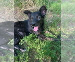 Small #1 Mutt