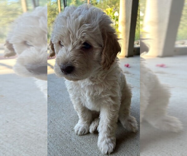 Medium Photo #15 Labradoodle Puppy For Sale in BOISE, ID, USA