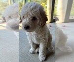 Small #14 Labradoodle