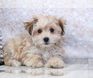 Morkie Puppy for sale in MARIETTA, GA, USA