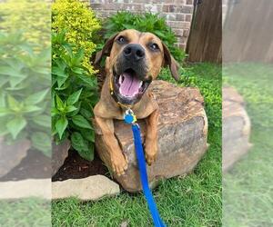 Mutt Dogs for adoption in Oklahoma City, OK, USA
