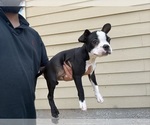 Small #3 Boston Terrier