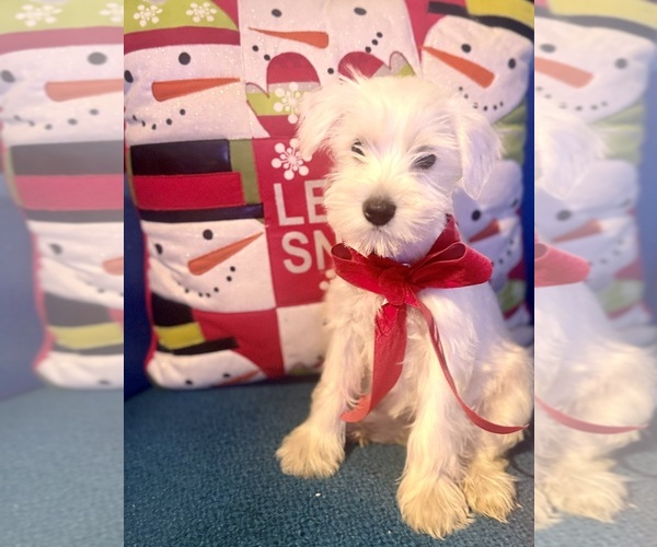 Medium Photo #3 Schnauzer (Miniature) Puppy For Sale in AUGUSTA, GA, USA