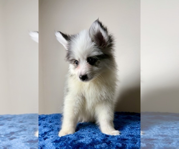 Medium Photo #3 Pomsky Puppy For Sale in NASHUA, NH, USA